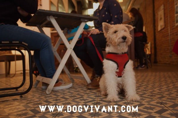 mr marvelous dog vivant