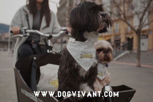 Foto: Dog Vivant